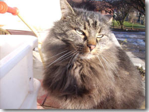Katzen am Pferdehof
