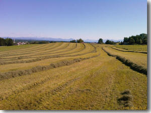 Heuwerbung im Allg�u