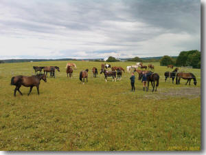 Pferde auf der Koppel