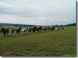 Pferdehaltung in der Herde