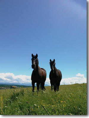 Turnierpferd auf der Koppel