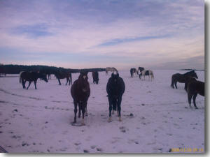Gruppenhaltung in der Pensionsherde