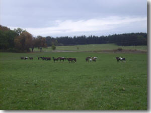 t�glich Weidegang in der Herde