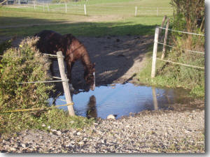 Wasserstell auf der Koppel
