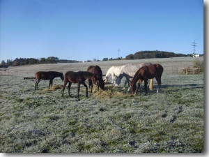 Stuten mit Fohlen sind in einer eigenen Herde