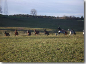 Pferde in der Herde