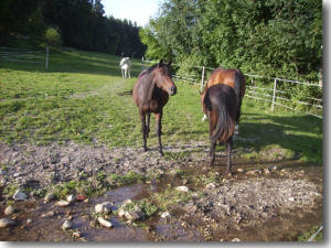 Zuchtstuten in einer eigenen Stutenherde