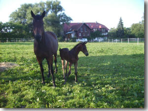 Stute mit Fohlen bei Fu�