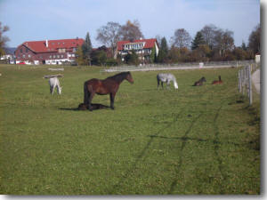 Fohlen auf der Koppel