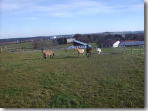 Jungpferde und Ponies