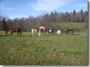 J�hrlinge, Fohlen und Ponies in einer Herde